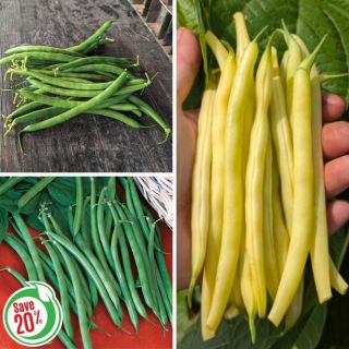 Bush Bean Collection Thumbnail